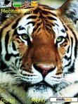 Download mobile theme Tiger