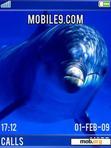 Download mobile theme Dolphin