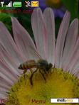 Download mobile theme Bee on flower