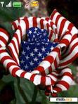 Download mobile theme American Rose