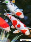 Download mobile theme koi