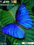 Download mobile theme Butterfly v.2