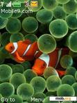 Download mobile theme Clown Fish