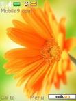 Download mobile theme orangeflower