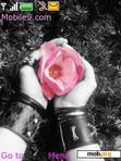 Download mobile theme love Rose Hand