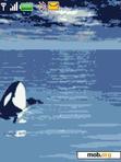 Download mobile theme animated orca