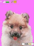 Download mobile theme animated sweet dog