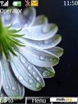 Download mobile theme daisy drop