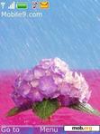 Download mobile theme flower in rain