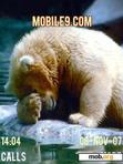 Download mobile theme polarbear