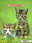 Download mobile theme cats5