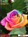 Download mobile theme rainbow rose