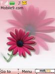 Download mobile theme Pink Flower