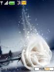 Download mobile theme white rose