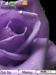 Download mobile theme Purple Rose