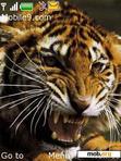 Download mobile theme TIGERS