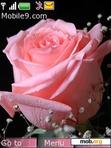 Download mobile theme pink rose