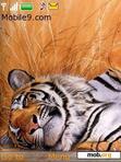 Download mobile theme Tiger