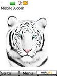 Download mobile theme White Tiger