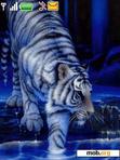 Download mobile theme Animated White Tiger