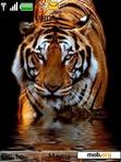 Download mobile theme tiger2