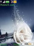 Download mobile theme white rose