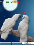 Download mobile theme love birds