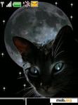 Download mobile theme animated black cat