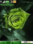 Download mobile theme green rose