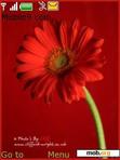 Download mobile theme Gerbera