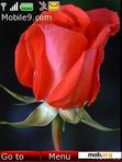 Download mobile theme red rose