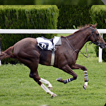Derby horse quest icono
