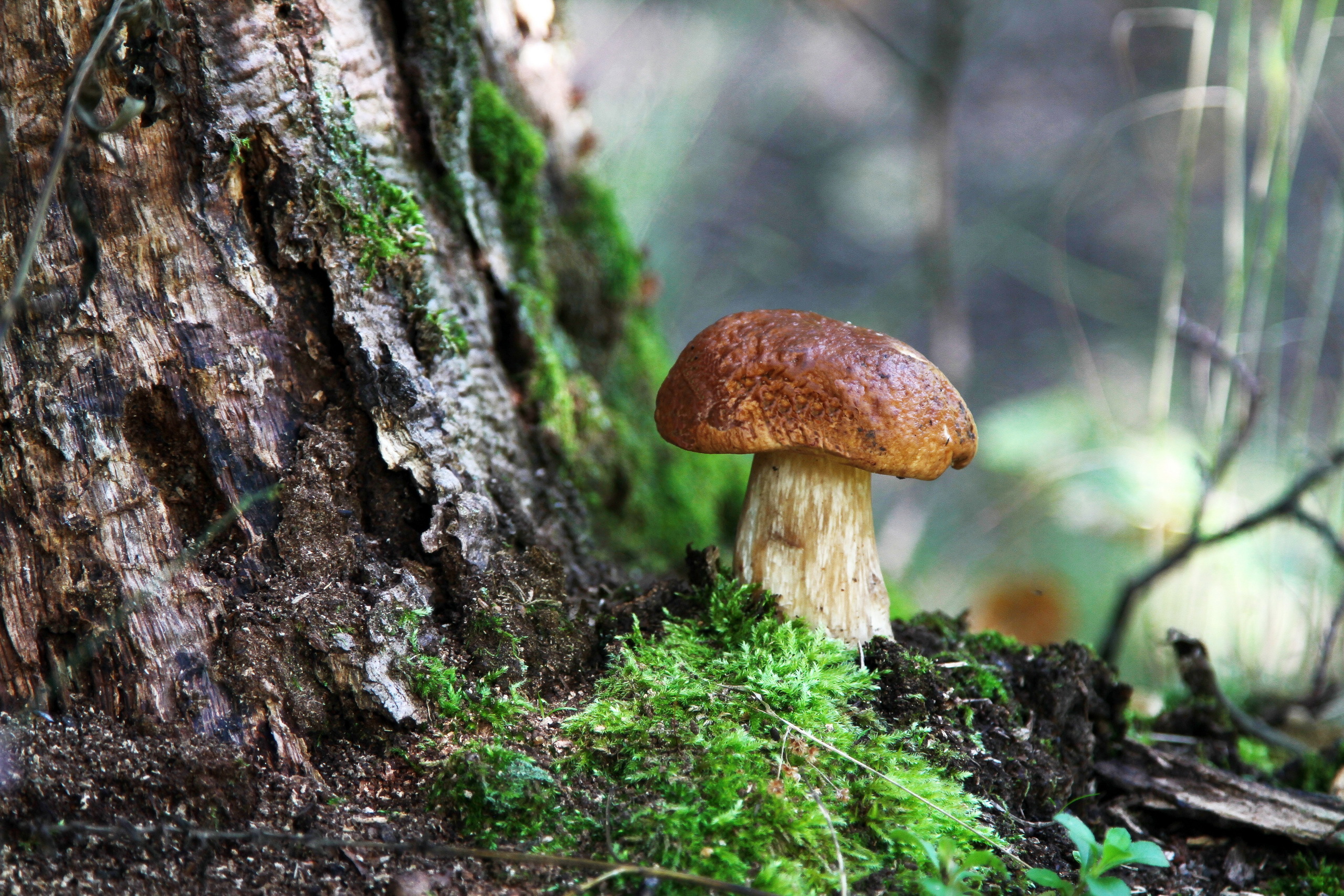mushroom, bark, nature, wood, tree, moss