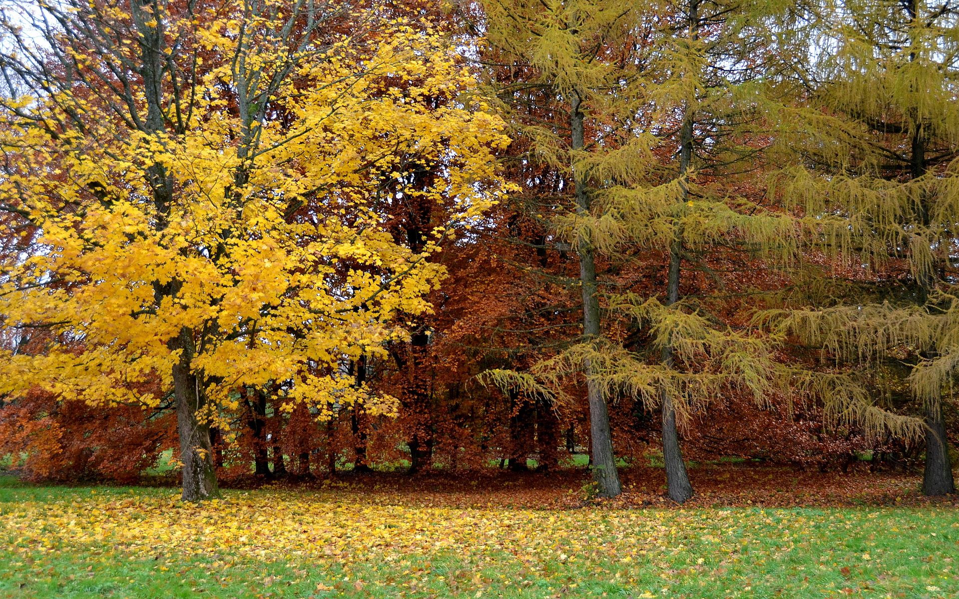 nature, trees, autumn, park, leaf fall, fall, lithuania HD wallpaper