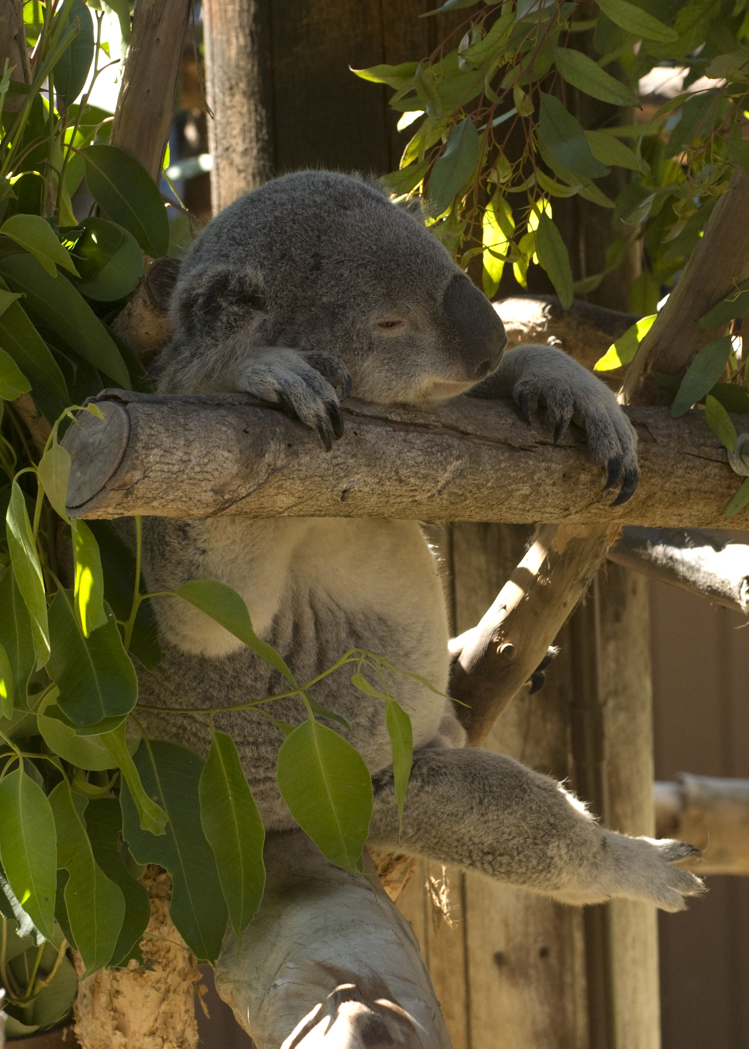 55119 Bild herunterladen tiere, blätter, tier, lustig, komisch, traum, schlafen, koala - Hintergrundbilder und Bildschirmschoner kostenlos