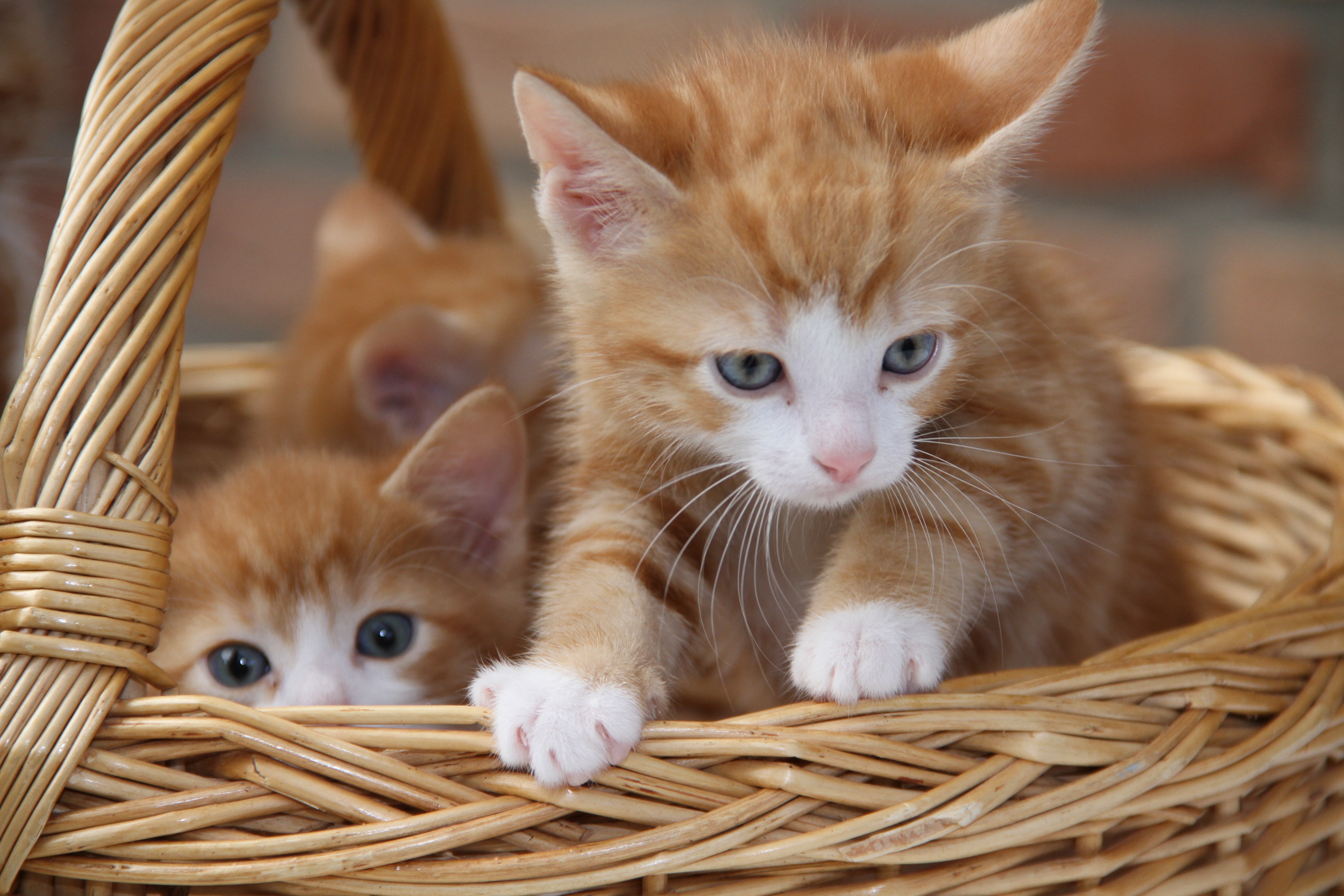 Маленькие картинки с кошками