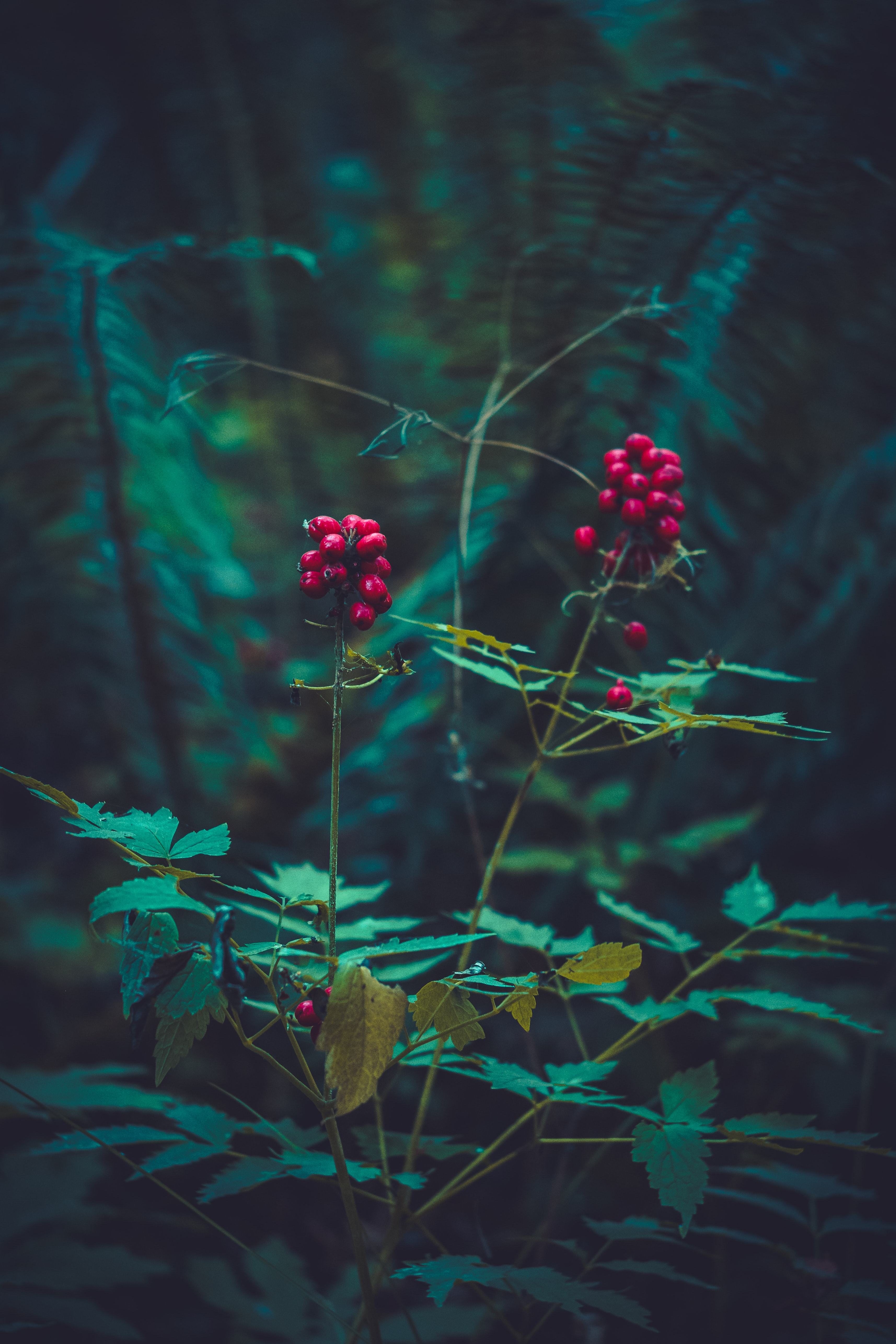 114804 Screensavers and Wallpapers Berry for phone. Download leaves, plant, dark, branches, berry pictures for free