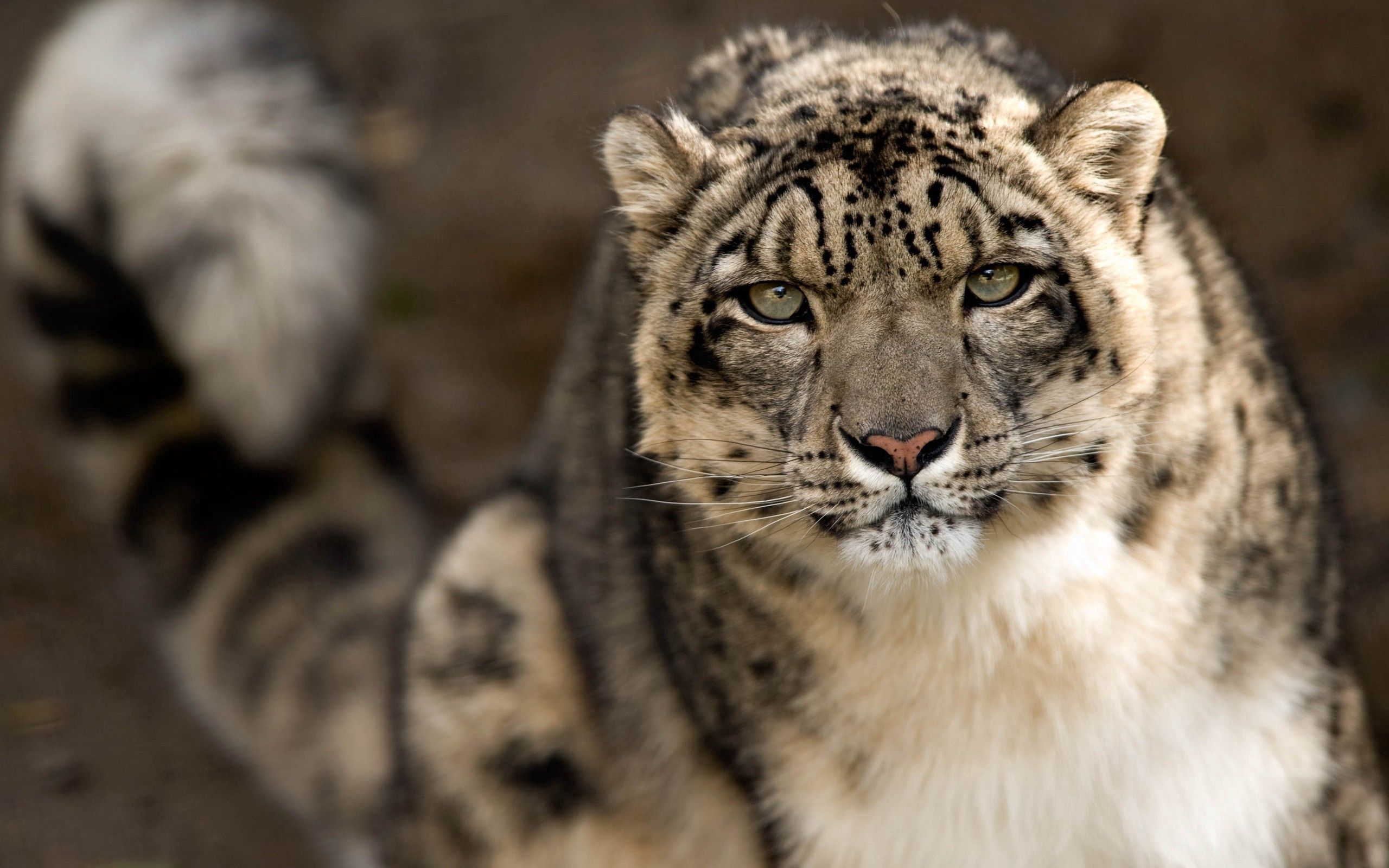 136815 économiseurs d'écran et fonds d'écran Snow Leopard sur votre téléphone. Téléchargez boutonneux, museau, fauve, animaux images gratuitement