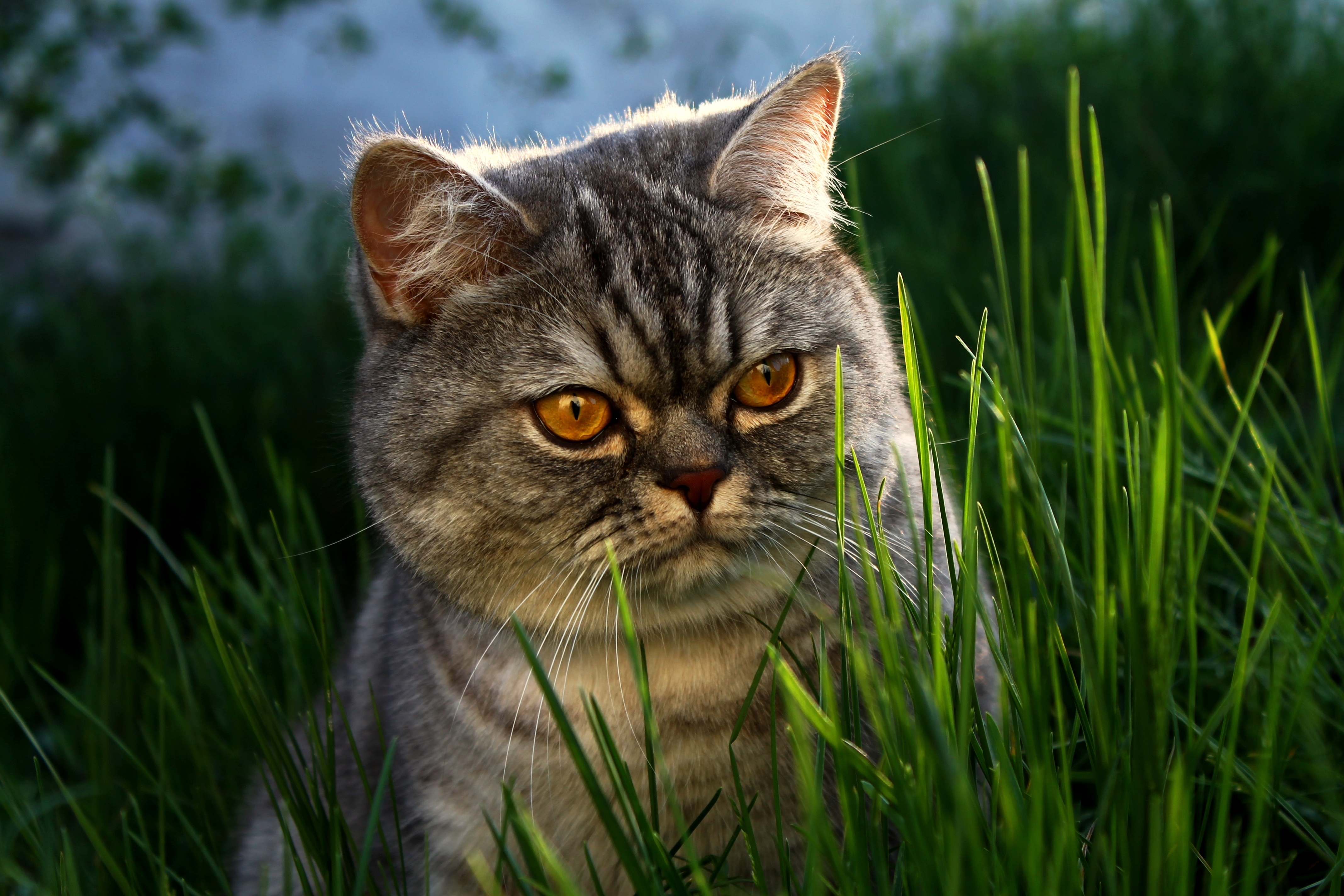animals, grass, cat, muzzle, fat, thick images