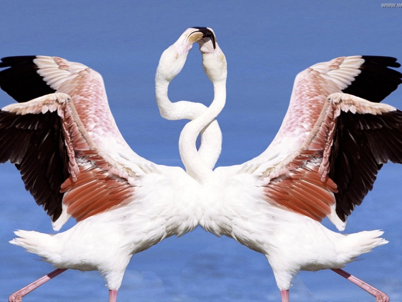 25565 Bild herunterladen tiere, vögel, flamingo, blau - Hintergrundbilder und Bildschirmschoner kostenlos