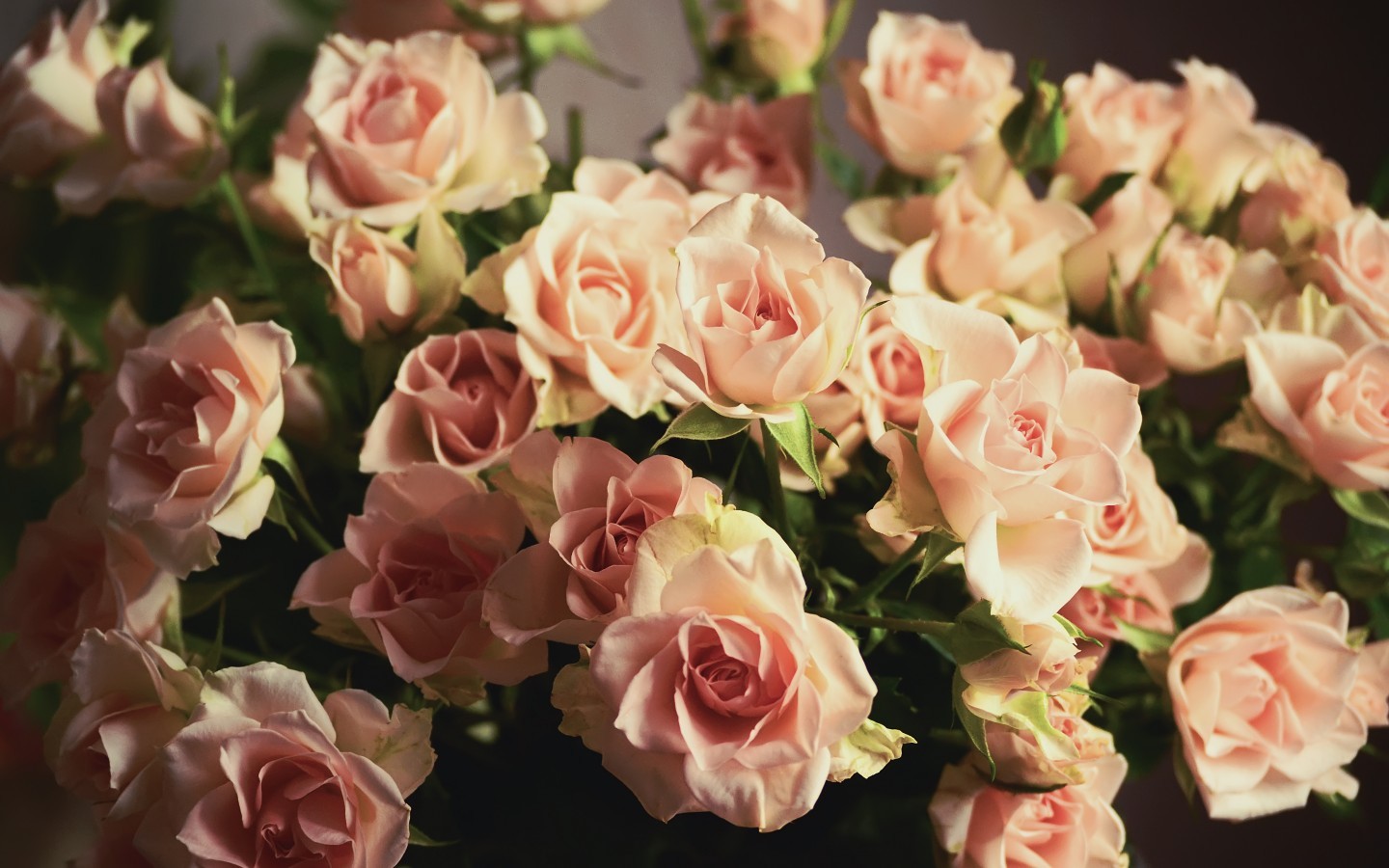 Laden Sie das Pflanzen, Blumen, Roses, Bouquets-Bild kostenlos auf Ihren PC-Desktop herunter