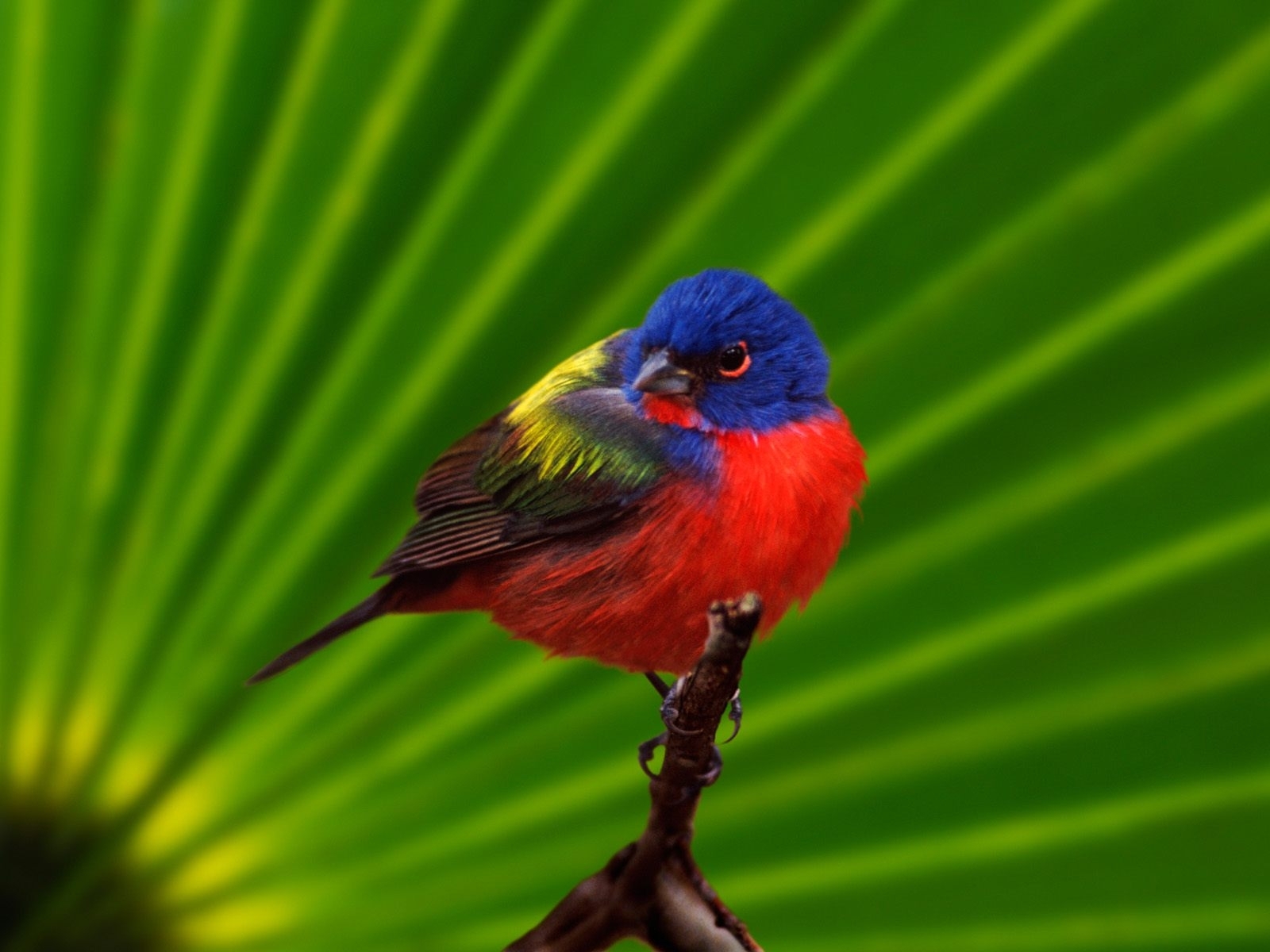 Laden Sie das Vögel, Tiere-Bild kostenlos auf Ihren PC-Desktop herunter