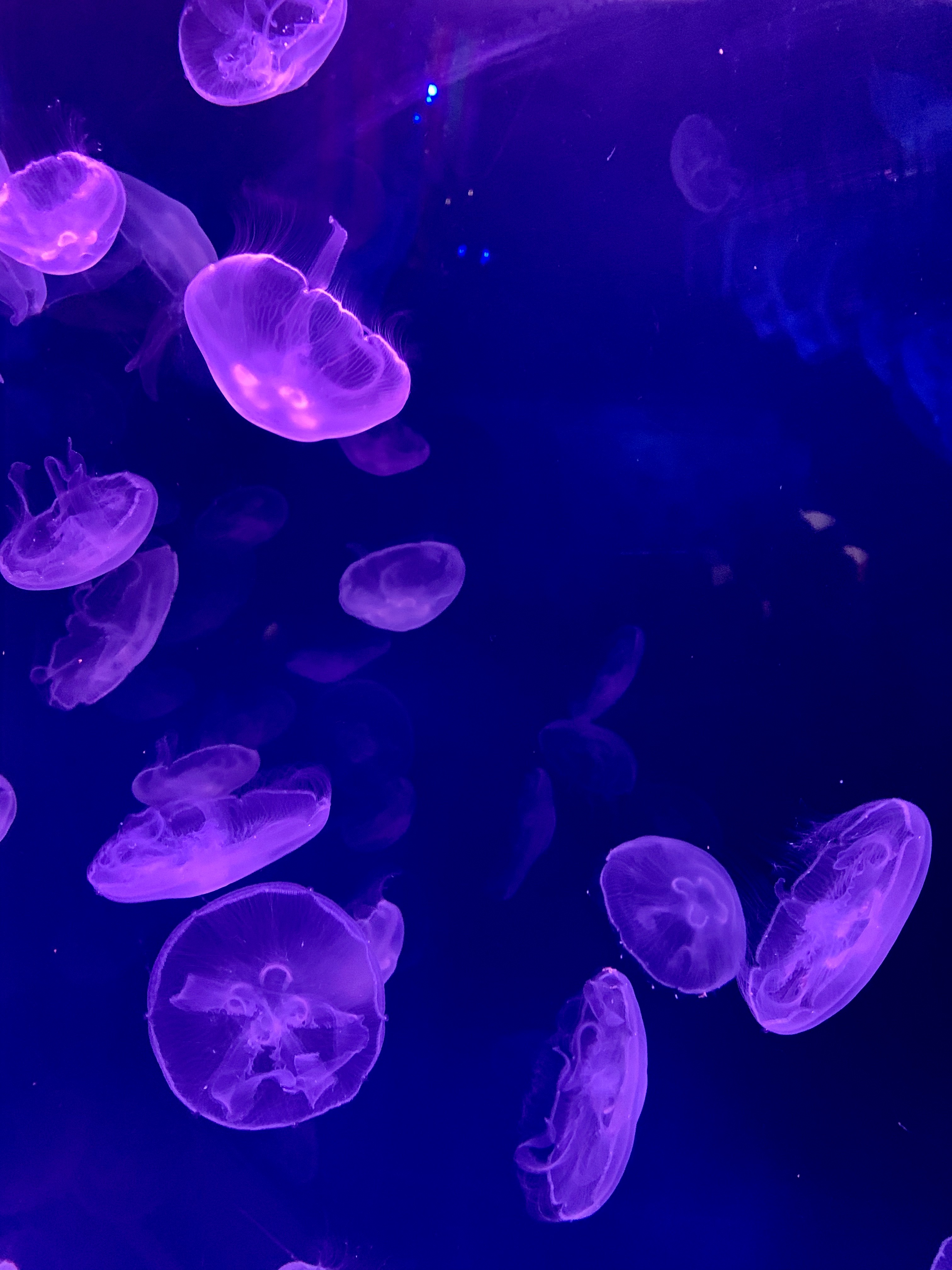 jellyfish, water, dark, glow, underwater, submarine