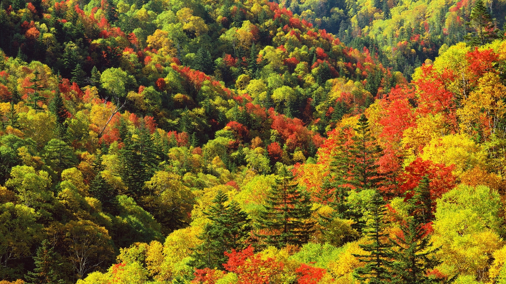 Laden Sie das Herbst, Landschaft, Bäume-Bild kostenlos auf Ihren PC-Desktop herunter
