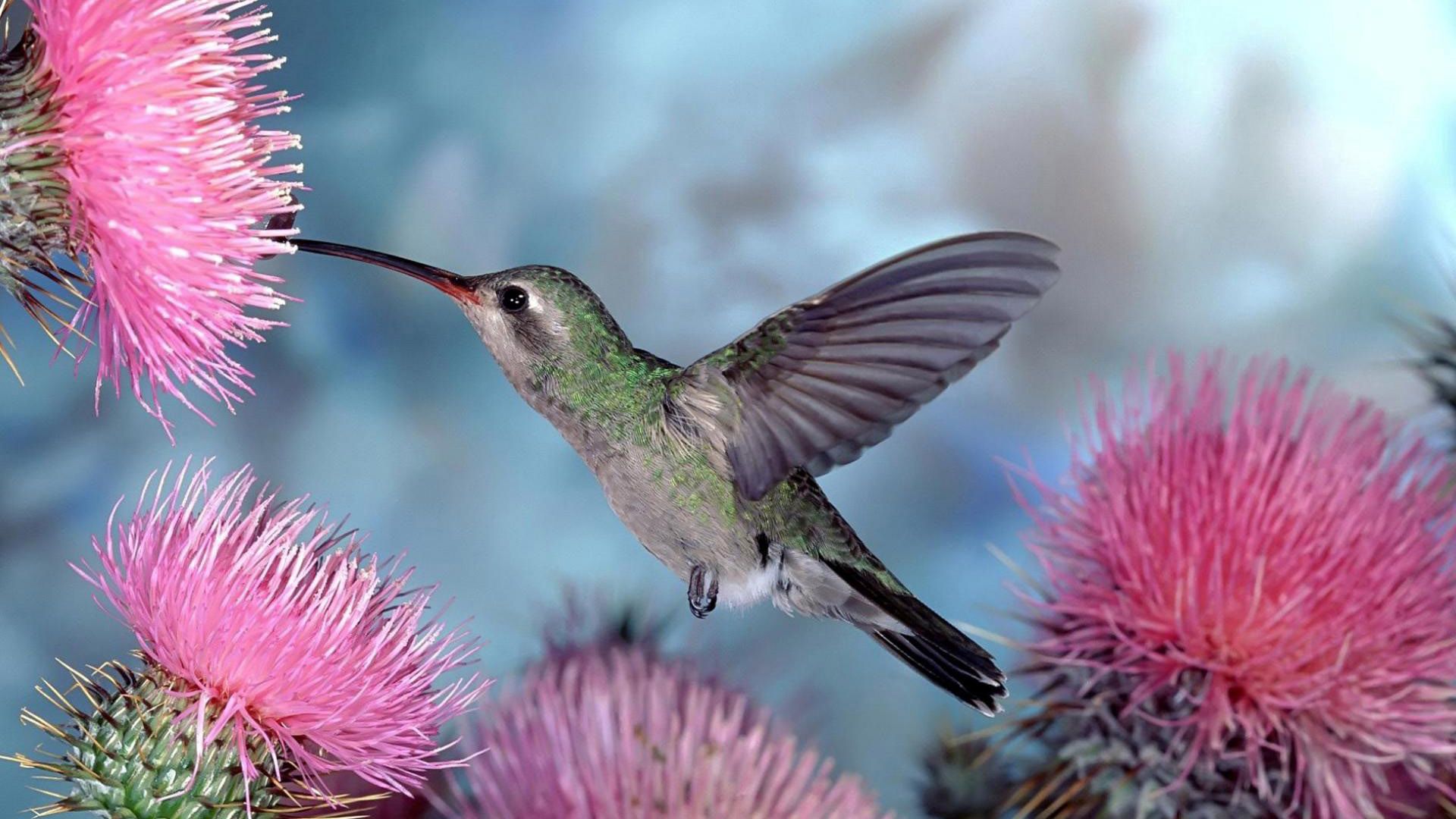 Laden Sie das Tiere, Kolibris, Vogel, Flug, Welle, Fegen-Bild kostenlos auf Ihren PC-Desktop herunter
