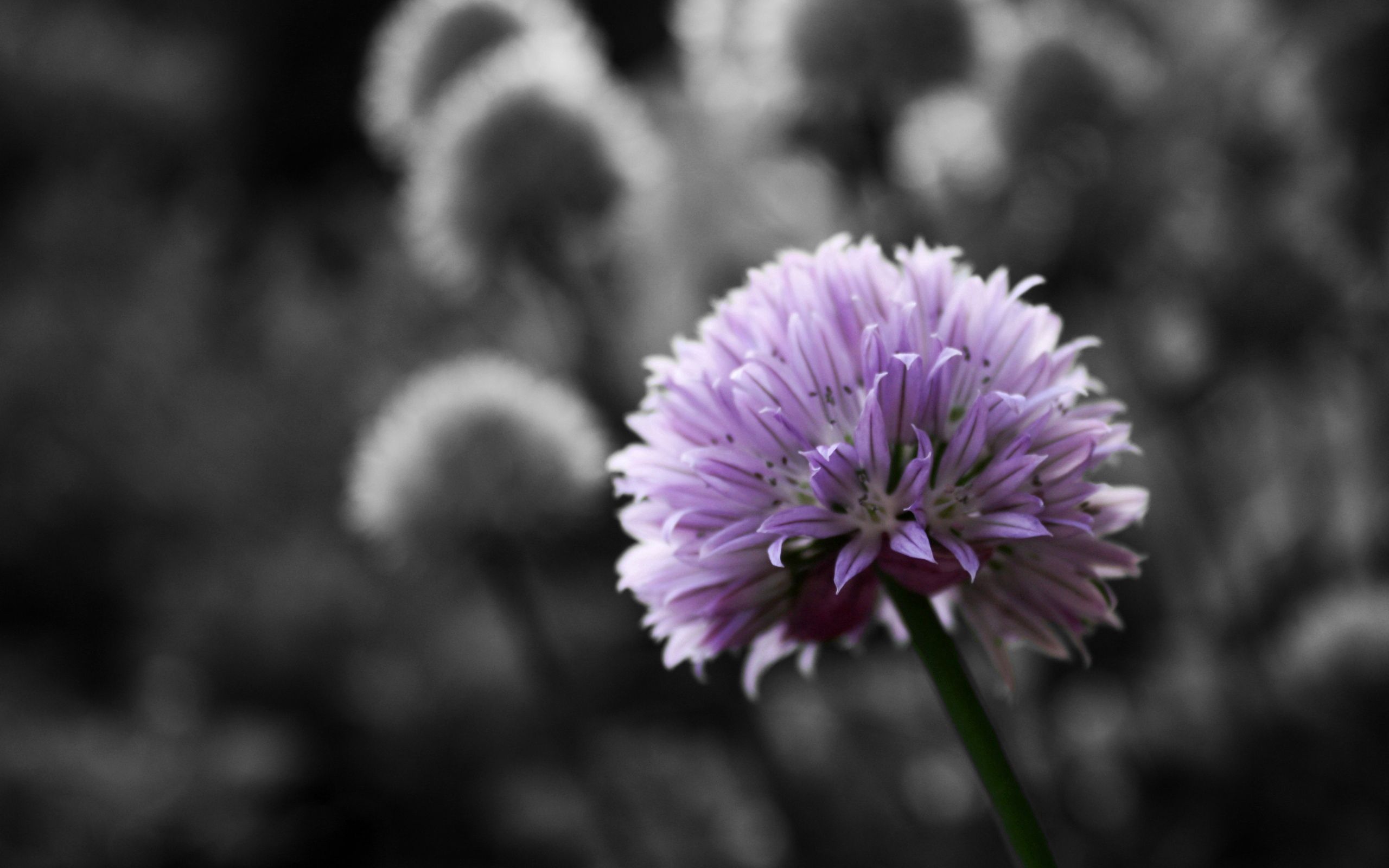 55763 download wallpaper flowers, grass, plant, macro, clover screensavers and pictures for free