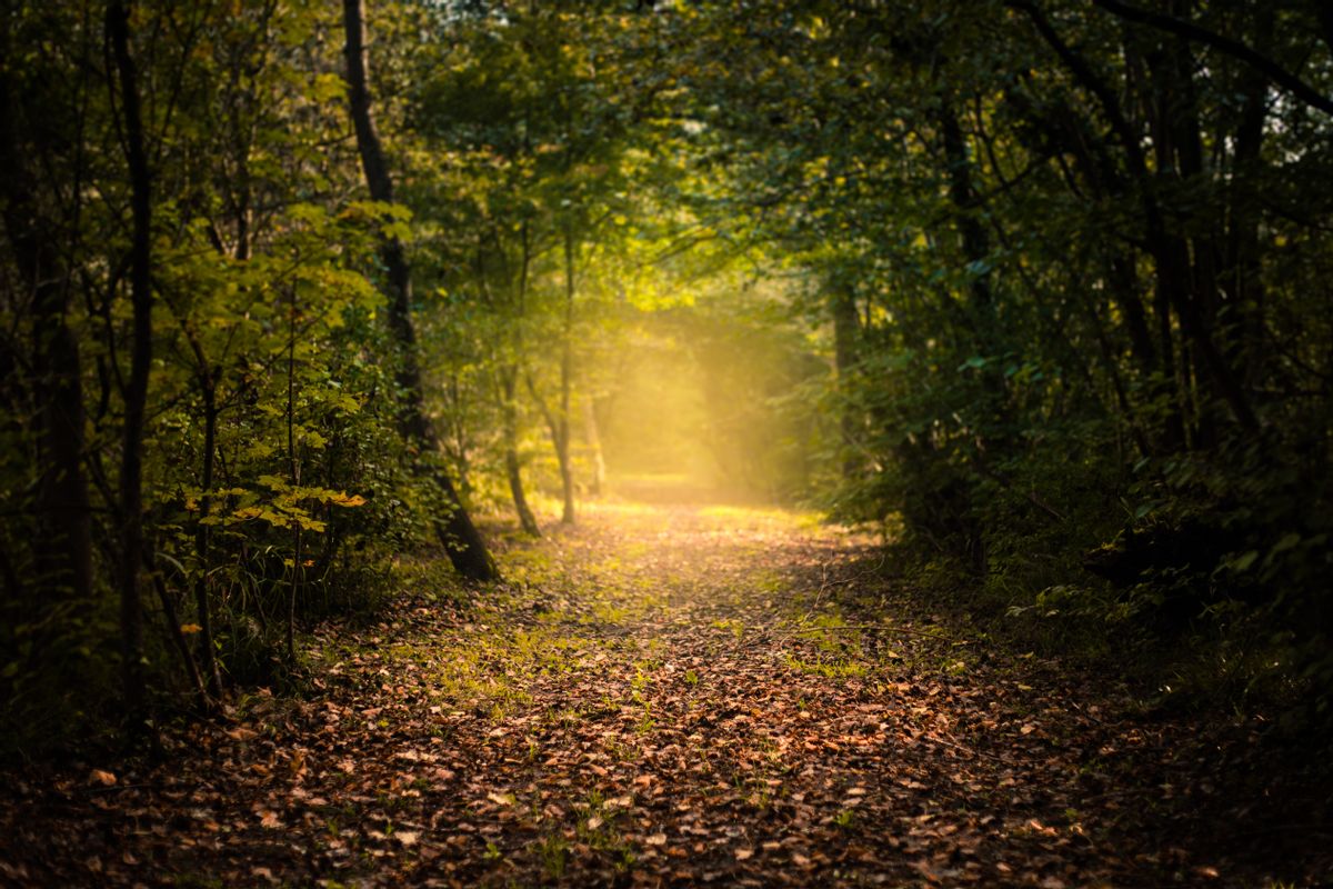 Download mobile  wallpaper Nature Autumn Forest Fog 