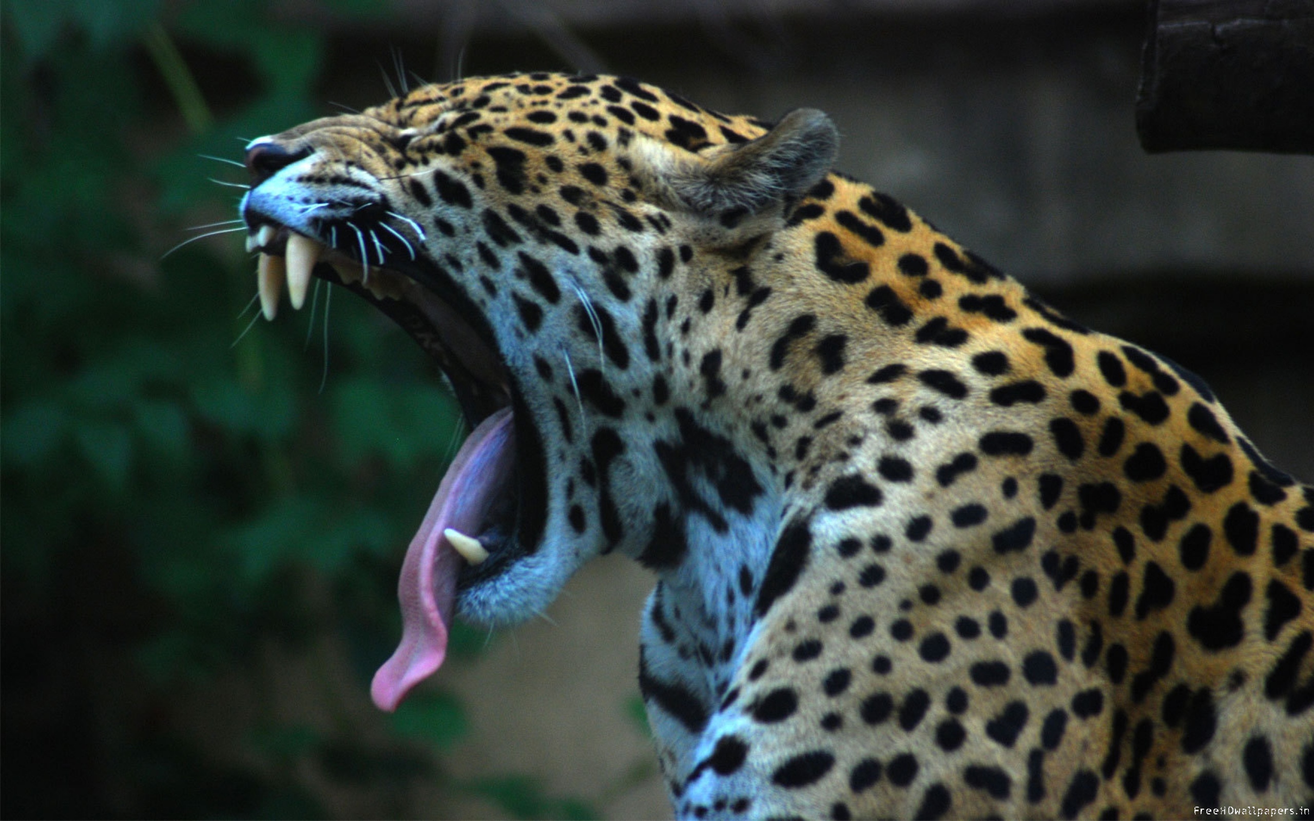 animal, jaguar High Definition image