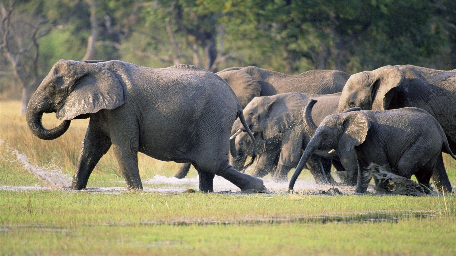 80144 Bildschirmschoner und Hintergrundbilder Elephants auf Ihrem Telefon. Laden Sie grass, tiere, ausführen, herde Bilder kostenlos herunter