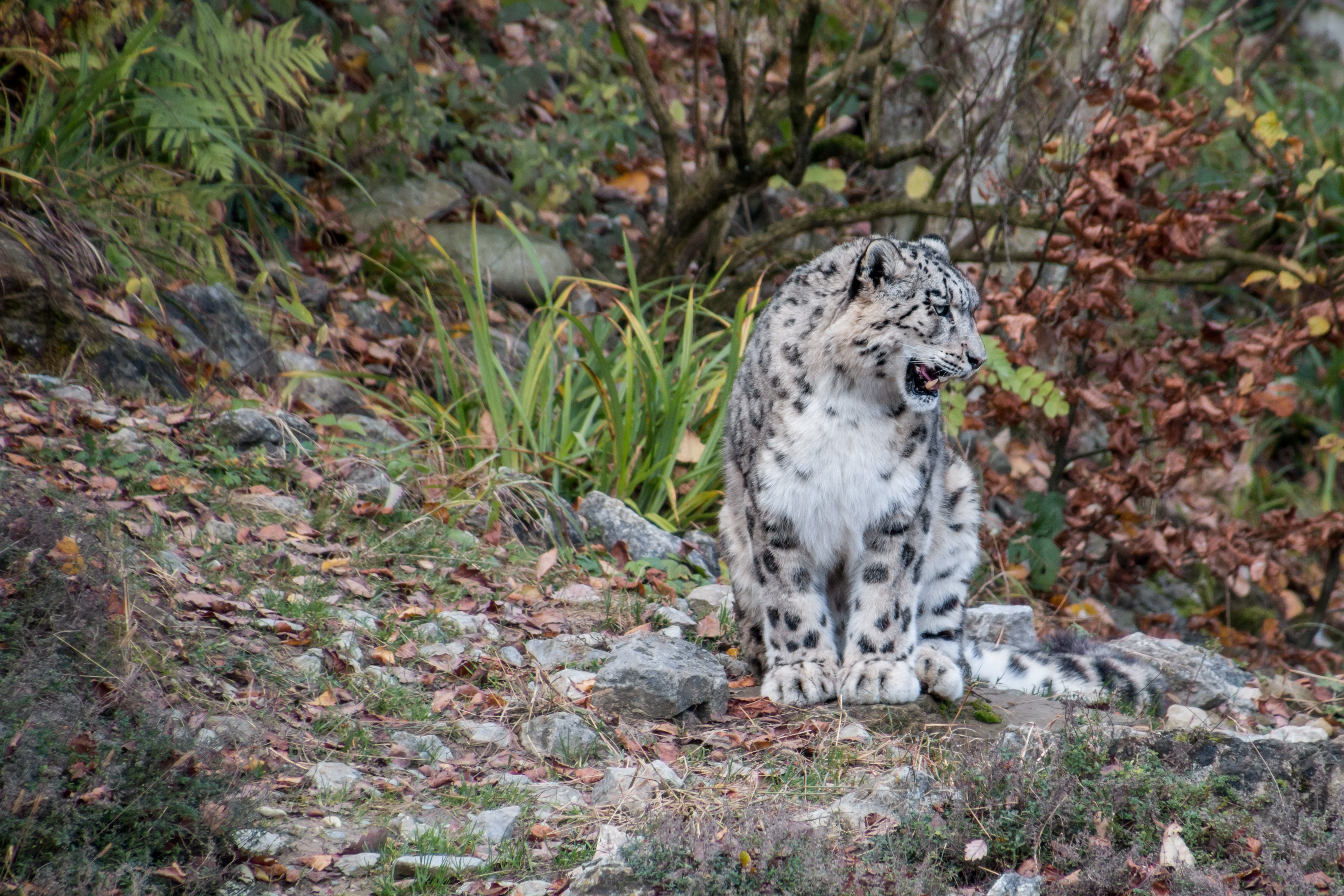 animals, snow leopard, predator, irbis Square Wallpapers